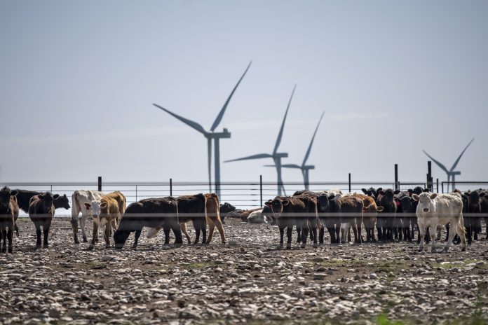 Hottest year ever, what can be done? Plenty: more renewables and nuclear, less methane and meat