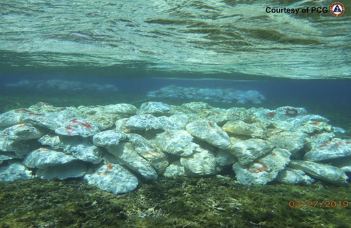 Philippines blames China for loss of giant clams in disputed shoal and urges environmental inquiry