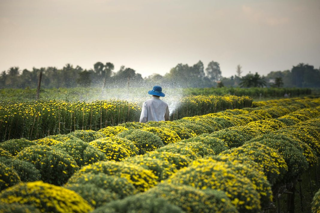 man wearing blue hat spraying yellow flowers on field