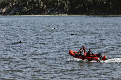 Up to 125 Atlantic white-sided dolphins stranded in Cape Cod waters