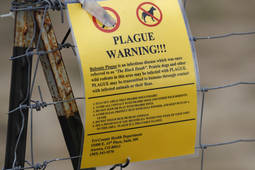 Reasons Why the Plague Rarely Impacts Humans in the US, Despite 7 Cases Annually