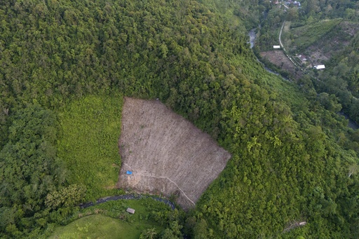 A study finds Indonesia’s deforested land is often left idle. But some see potential in that