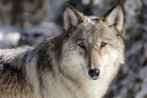 Lawsuits filed to reinstate endangered species safeguards for wolves in the northern Rockies of the US