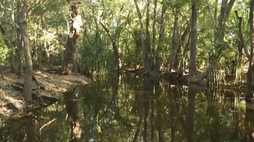 Crocodiles cannot outnumber people in Australian territory where girl was killed, leader says