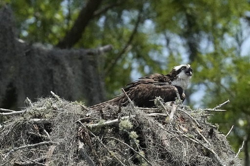 Highlights from AP’s report on the significance of Alabama’s Mobile-Tensaw Delta and its watershed