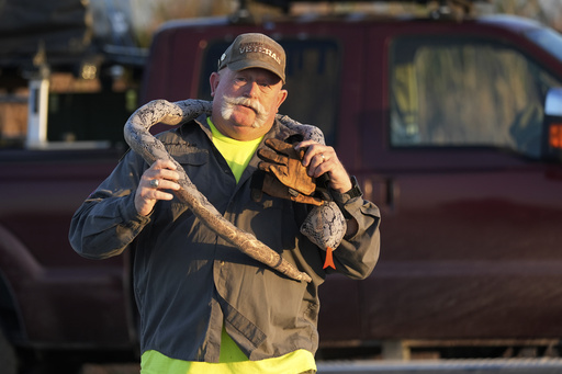 A hunter’s night-time task: capturing pythons in the Everglades