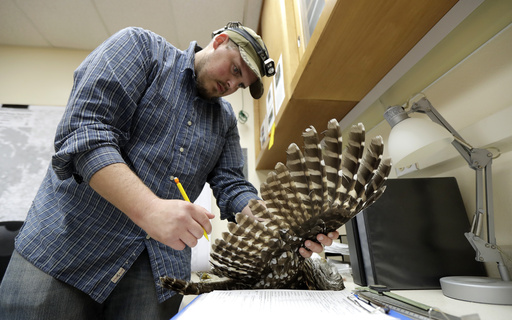 Increasing efforts to eradicate invasive owls on US West Coast to protect native bird populations