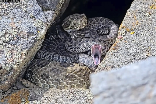 Young rattlesnakes born at a large den in Colorado are making their first public appearance.