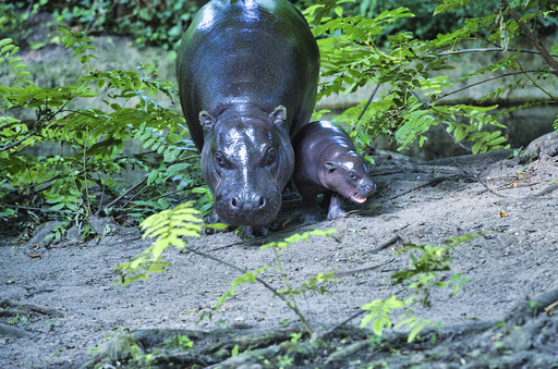 Debut of Berlin’s latest pygmy hippo named after renowned soccer player