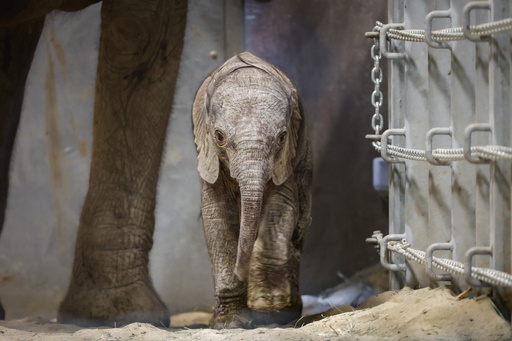 California Zoo Welcomes Second Elephant Calf in Two Weeks