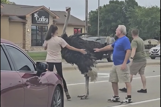 Ostrich on the loose causes traffic disruption in South Dakota as it escapes from a trailer