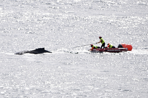 Rescue operation successfully removes fishing tackle from young humpback whale’s tail in Sydney Harbour