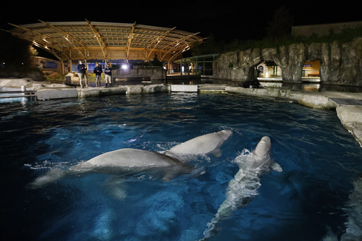 Connecticut aquarium settles investigation on beluga care with payment over $12K