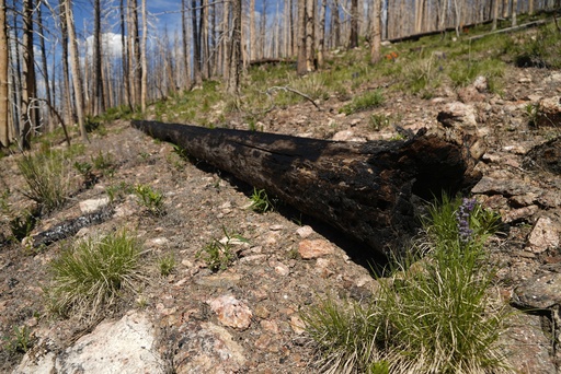 As many forests fail to recover from wildfires, replanting efforts face huge odds — and obstacles