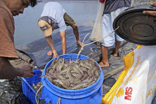 As big supermarkets pursue profits, new research shows growing exploitation of shrimp farmers