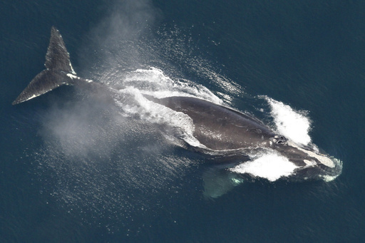 North Atlantic right whale numbers increase by 4%, yet extinction risk persists.