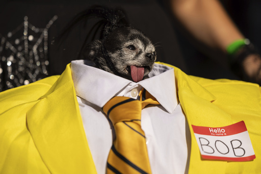 Canine costume showcase: Dogs in stylish attire at NYC’s yearly Halloween celebration