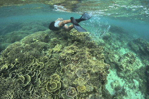 UN convenes emergency meeting at Colombia biodiversity summit due to fourth mass coral bleaching event.