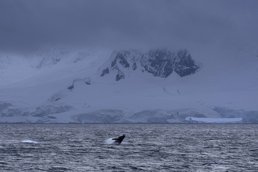 Recent whale fatalities underscore dangers from the expanding krill industry in Antarctica.