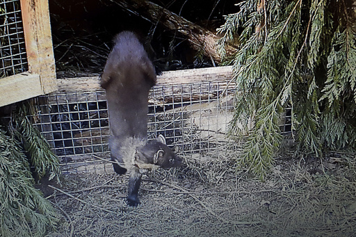 Pine martens are returned to southern England for the first time in a century