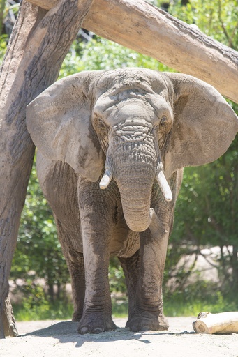 Could elephants be granted the same legal rights as humans? A Colorado court could make that determination.