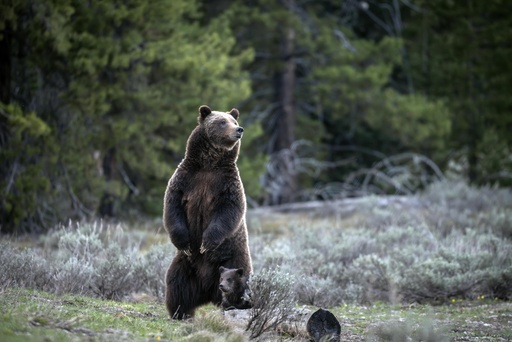 The cub of renowned Wyoming grizzly No. 399 has been missing since her passing, but prospects for its survival appear promising.