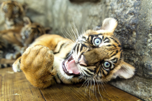 Polish zoo marks the arrival of four critically endangered Sumatran tiger cubs.