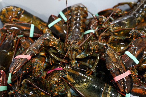 Proposed tougher lobster fishing regulations postponed as juvenile population decreases.