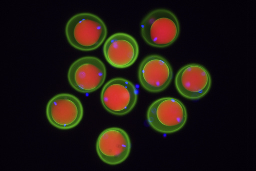 Researchers reveal the process of sperm and egg fusion resembling a key fitting into a lock at life’s onset.