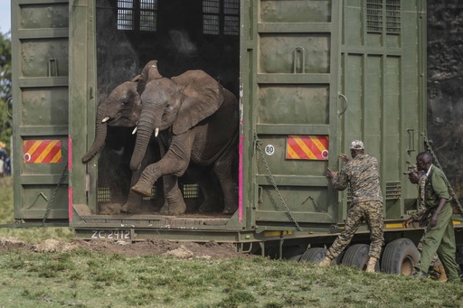 Kenya moves 50 elephants to a bigger sanctuary, indicating that poaching is being managed, according to authorities.