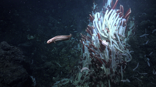 Unusual marine life including tubeworms and snails discovered beneath the ocean floor