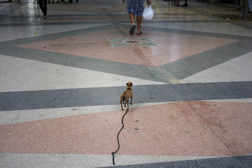 Cubans abandon their pets in pursuit of a brighter future.