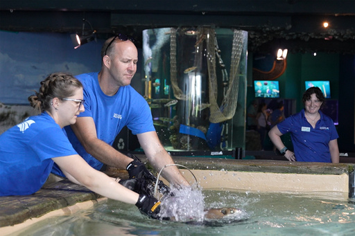 Secure! Milton Storm Finds Refuge with Florida Aquarium’s Stingrays in MLB Rays’ Stadium Tank