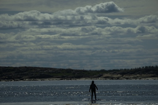 Offering a dose of healing, curious beluga whales frolic in a warming Hudson Bay