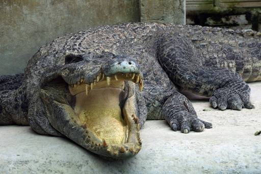 The remarkable recovery of a nearly endangered crocodile species in Cambodia