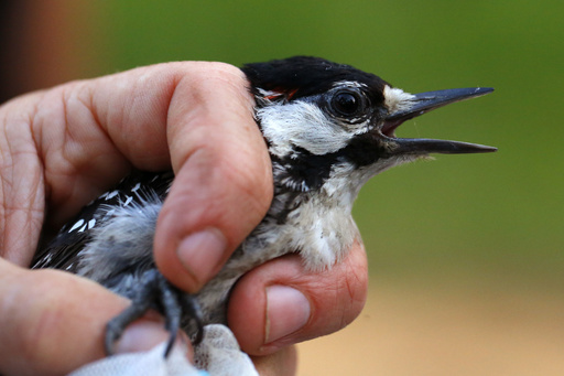 Southeast recovery of red-cockaded woodpeckers prompts shift from endangered to threatened status