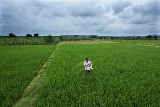 In India, warming climate pressures scientists to keep developing tougher seeds