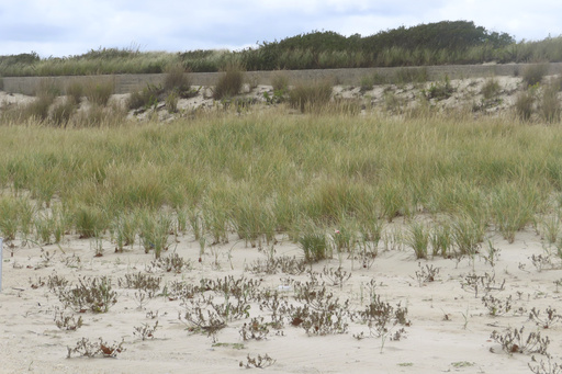 New Jersey offshore wind farm clears big federal hurdle amid environmental concerns