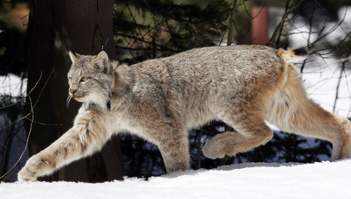 New habitat protections suggested for Canada lynx in the southern Rockies of the U.S.