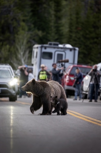 Memorial planned for Grizzly No. 399, the cherished bear from Grand Teton fatally struck by a car