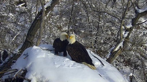 Minnesota welcomes a new eagle camera, captivating audiences worldwide.