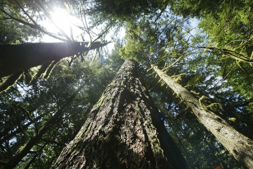 Increased logging measures suggested to combat wildfires in the Pacific Northwest of the US