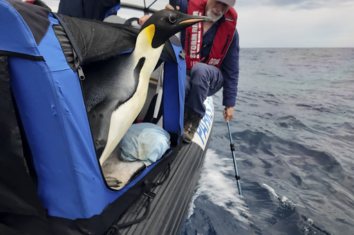 Emperor penguin set free in ocean 20 days after appearing on Australian coastline