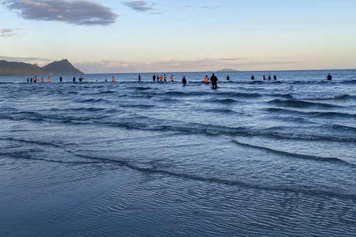 Kiwi residents assist in rescuing around 30 whales following a beach stranding incident