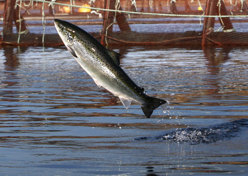 Environmental organization plans to sue salmon farming operation for coastal pollution in Maine.