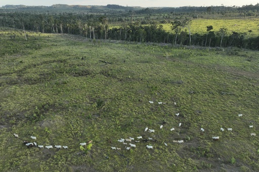 Brazilian states supportive of agribusiness aim to relax forest conservation laws.