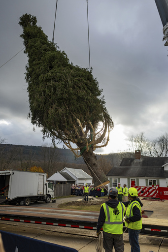 A towering beauty: The Rockefeller Christmas tree, standing at 74 feet, is on its way from Massachusetts this year.