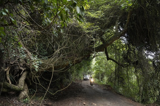 In the tea-growing regions of southern India, significant grassroots initiatives are underway to restore native forests.