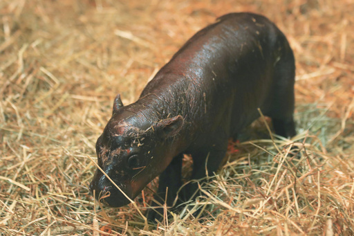 Two charming pygmy hippos face off in a competition of cuteness.