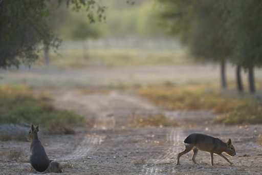 A desert oasis near Dubai attracts a fresh group of visitors: A family of Argentine rodents.